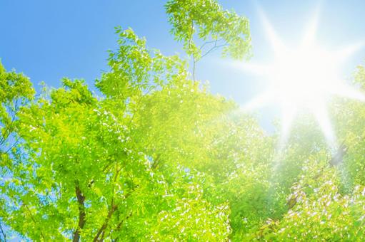 Fresh green and blue sky, JPG Fresh green and blue sky, fresh green, green, blue sky, JPG