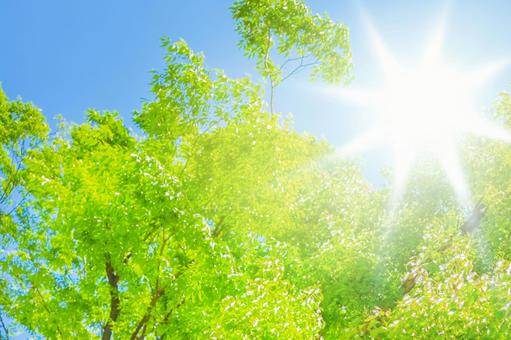 Fresh green and blue sky, frisch grün, grün, blauer himmel, JPG