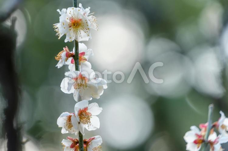 枝に咲く白梅の連なり 白,梅,花の写真素材