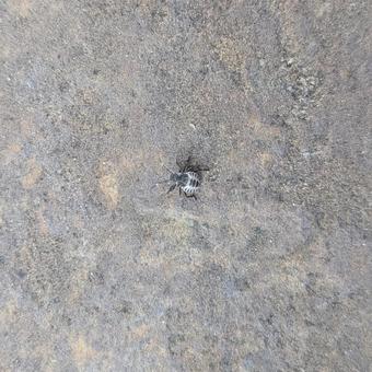 虫 虫の写真