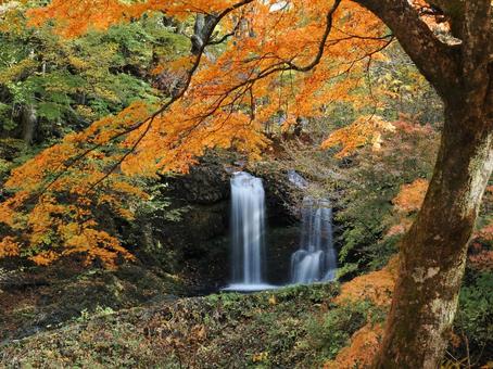 鐘山の滝　紅葉 鐘山の滝紅葉,木洩れ日,モミジの写真素材