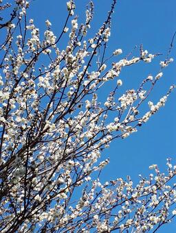 桜 桜の写真