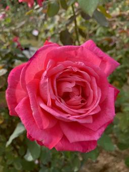 バラ 薔薇 花 バラ,薔薇,花の写真素材