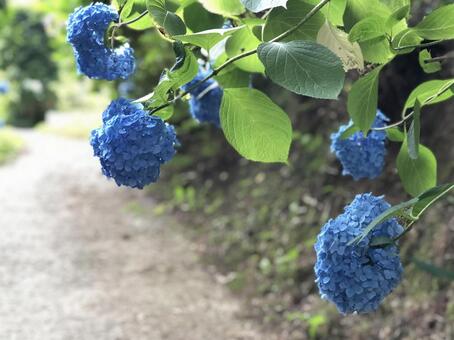紫陽花の写真