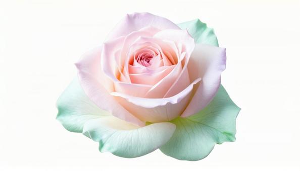 淡いピンクの薔薇(背景透過) 淡いピンクの薔薇(背景透過)の写真