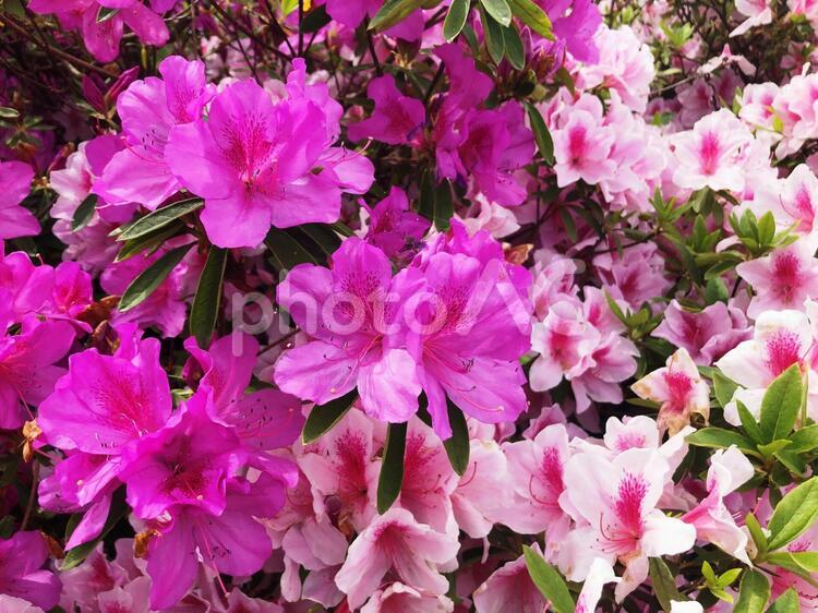つつじ ツツジ,花,初夏の写真素材