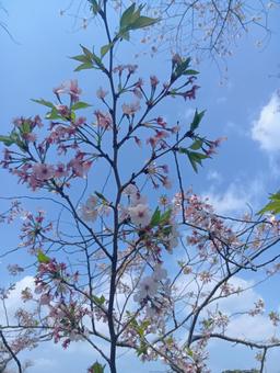 Cherry Blossoms, JPG Cherry Blossoms, JPG