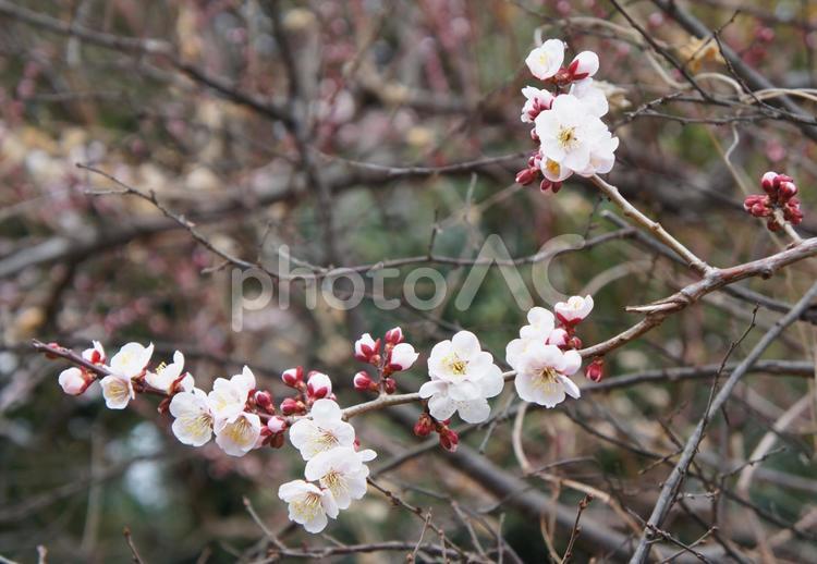 梅の枝と花 梅,花,木の写真素材