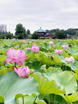 ハス ハス ハス,蓮,花びらの写真素材