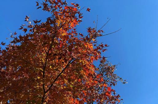 紅葉 紅葉の写真