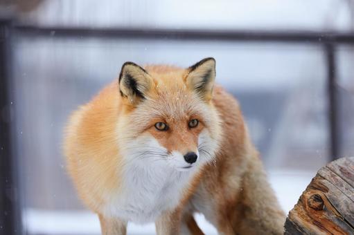 こちらを見つめるキツネ こちらを見つめるキツネの写真