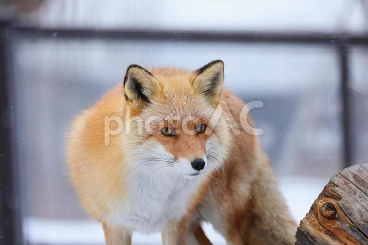 こちらを見つめるキツネ キツネ,キタキツネ,動物の写真素材