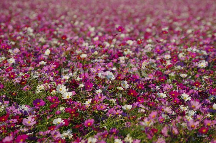 コスモスの絨毯 コスモス,畑,秋の写真素材