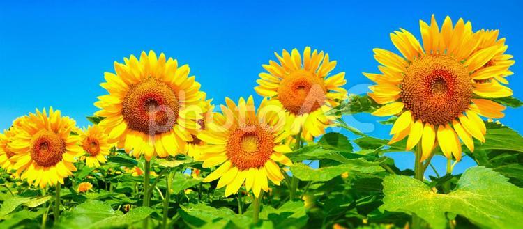 満開のひまわり畑のイメージ画像 ひまわり,ひまわり畑,夏の写真素材