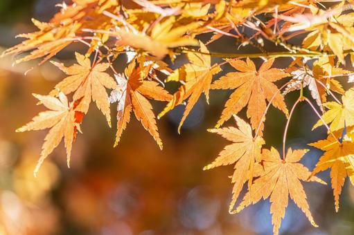ネーブルパークの紅葉 紅葉,もみじ,オレンジの写真素材