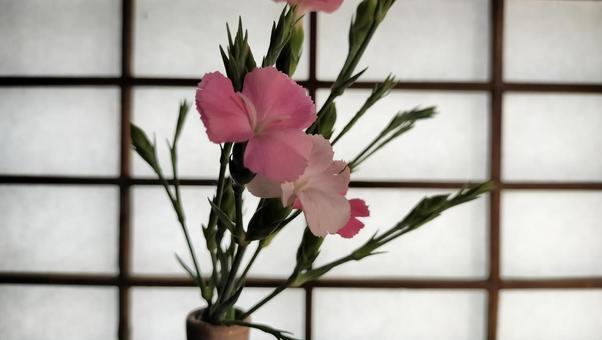撫子の花 撫子の花の写真