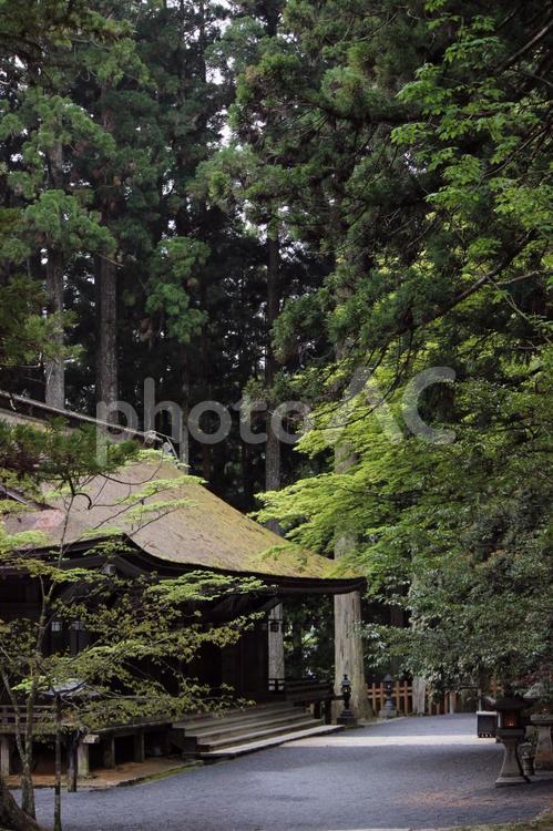 高野山　壇上伽藍 高野山,壇上伽藍,寺の写真素材
