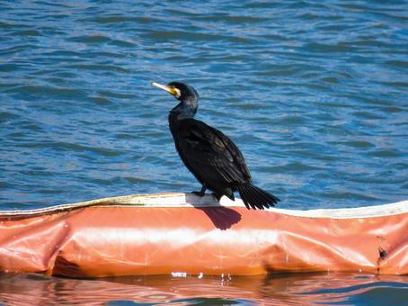 水辺に佇むカワウ カワウ,野鳥,動物の写真素材