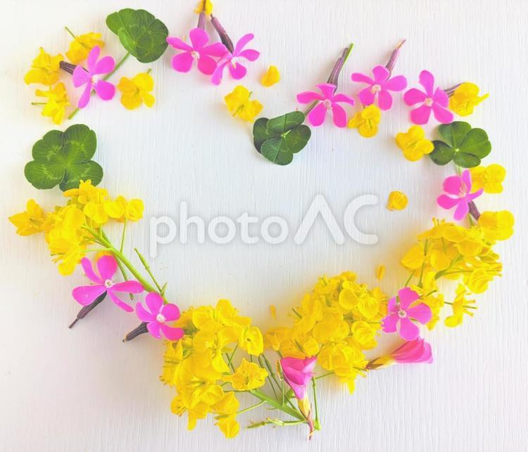 菜の花と四つ葉のハートフラワーフレーム４ 菜の花,クローバー,四つ葉の写真素材