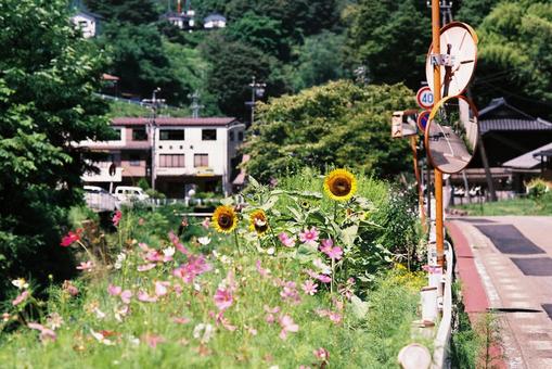 田舎の写真 自然,コスモス,ひまわりの写真素材