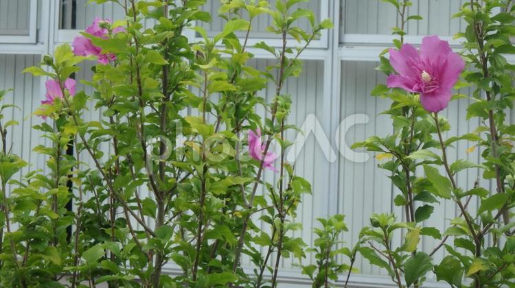 ムクゲの花　【004】 花,植物,ピンク色の写真素材