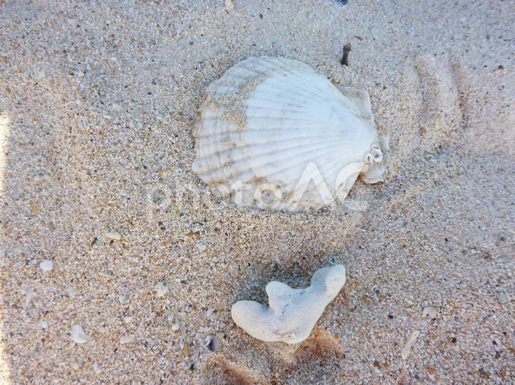 沖縄の白い砂と貝と珊瑚 沖縄,砂,砂浜の写真素材