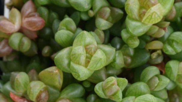 多肉植物 インテリア 多肉植物 インテリアの写真