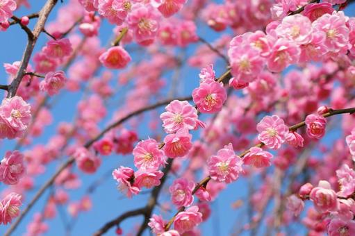 迎春　梅の花 梅,春,花の写真素材