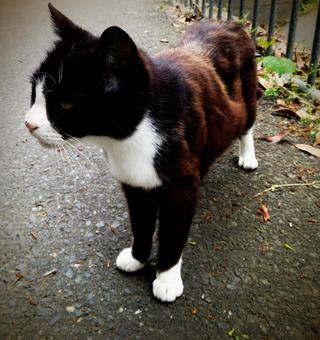 猫の島の猫の写真