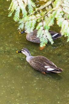 池を優雅に泳ぐカルガモのつがい カルガモ,水鳥,鳥の写真素材