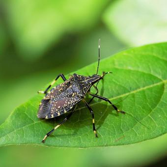 キマダラカメムシ キマダラカメムシ キマダラカメムシ,昆虫,ムシの写真素材