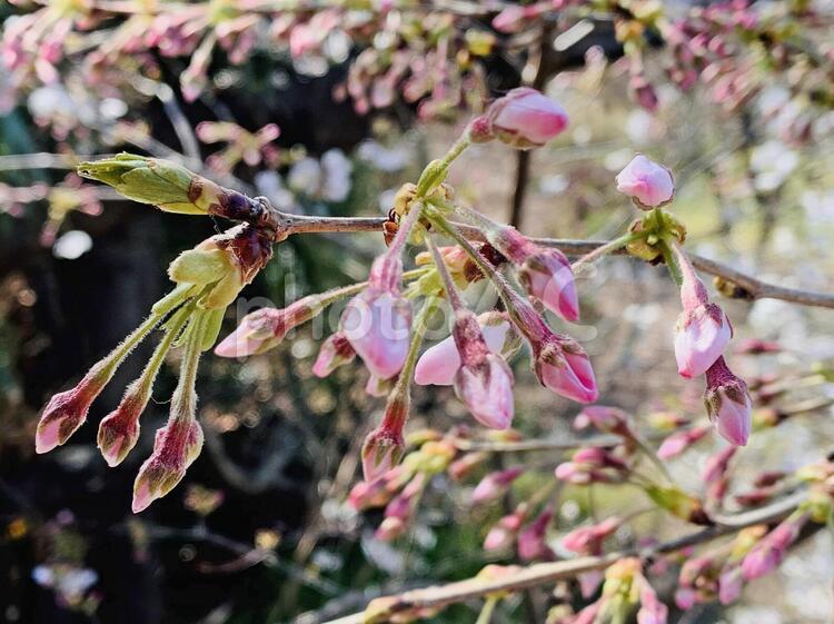 桜の花とつぼみ 桜,つぼみ,花の写真素材