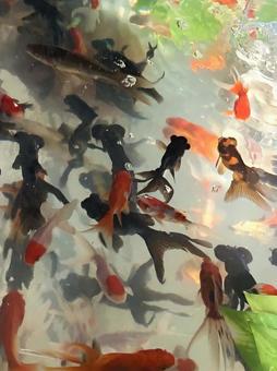 黒と赤の金魚の背景 黒と赤の金魚の背景の写真