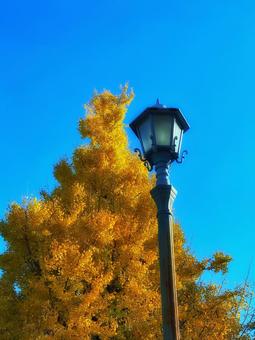 イチョウの紅葉の黄色と秋晴れの晴天の青空 イチョウの紅葉の黄色と秋晴れの晴天の青空 秋,秋空,空の写真素材