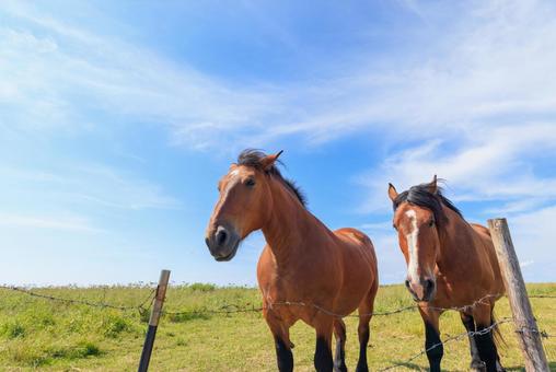 霧多布の馬 霧多布の馬 霧多布の馬,馬,二頭の写真素材