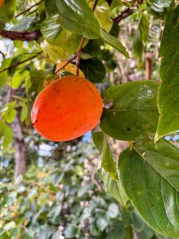 オレンジ色の柿の実 柿,木,実の写真素材