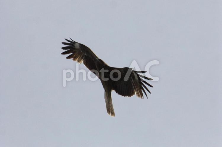 とんびさん　８ 鳥,野鳥,そらの写真素材