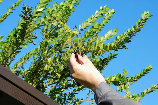 マートルの実を摘む男性の手元 左向き マートルの実を摘む男性の手元 左向き 秋,ガーデニング,青の写真素材