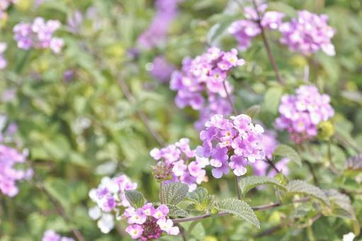 ランタナ⑨の写真