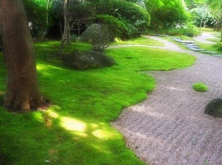 苔 苔の写真