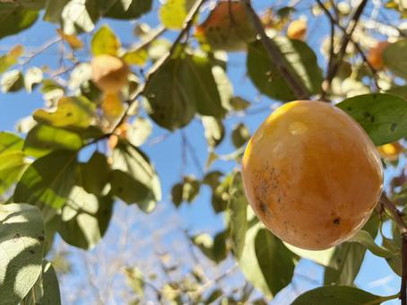 柿の実1 柿,木の実,甘いの写真素材