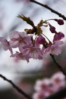 桜(河津桜・カワヅザクラ) 桜(河津桜・カワヅザクラ)の写真