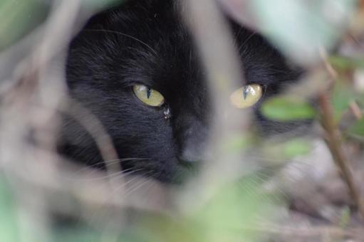 A cat watching the situation, JPG A cat watching the situation, JPG
