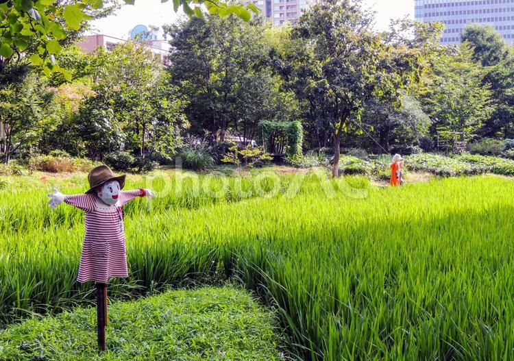 オフィス街の案山子が守る田圃 フィールド,耕作地,農場の写真素材