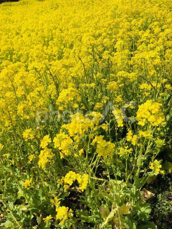 一面の菜の花畑 菜の花,春,登山の写真素材