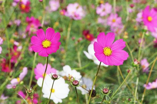 コスモス４６の写真