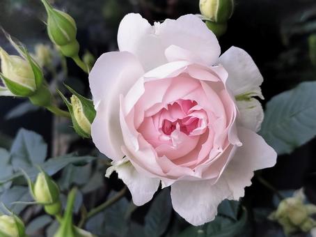 ベランダのバラ・シャリマー ベランダのバラ・シャリマー 薔薇,バラ,シャリマーの写真素材