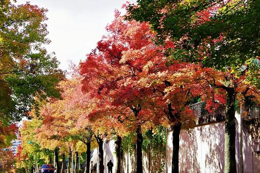 11月の三色彩道にて	 タイワンフウ,アメリカフウ,モミジバフウの写真素材