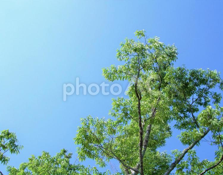 新緑の清々しさ　高くそびえる木 新緑,グリーン,緑の写真素材
