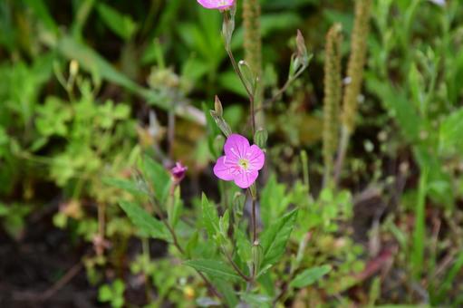 小さな野草 花,植物,道端の写真素材